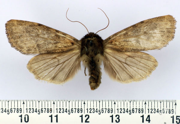/filer/webapps/moths/media/images/R/rougeoti_Batuana_AM_BMNH.jpg