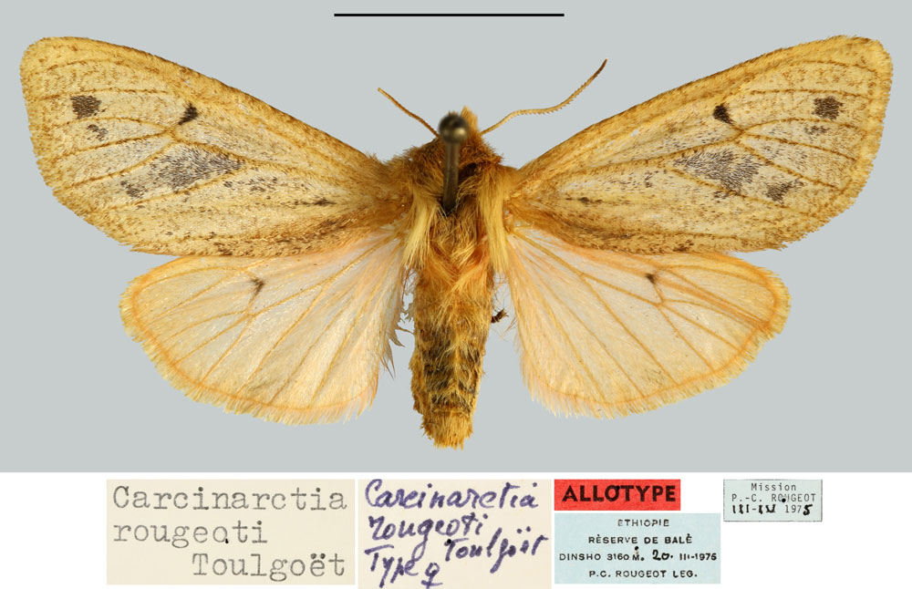 /filer/webapps/moths/media/images/R/rougeoti_Carcinarctia_AT_MNHN.jpg