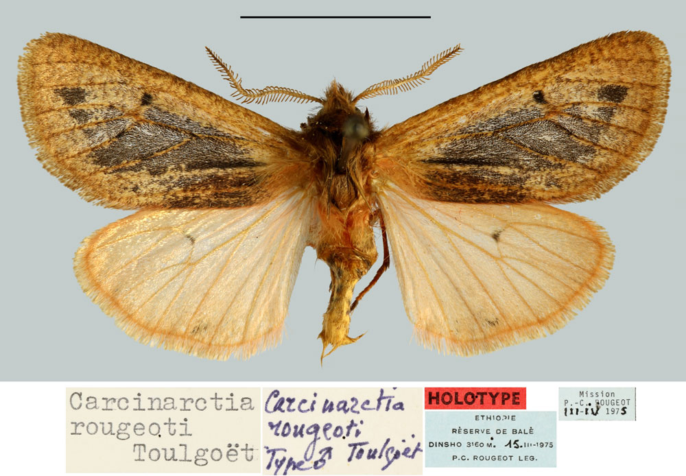 /filer/webapps/moths/media/images/R/rougeoti_Carcinarctia_HT_MNHN.jpg