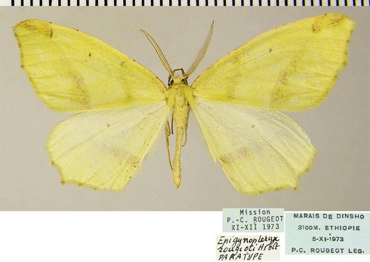 /filer/webapps/moths/media/images/R/rougeoti_Epigynopteryx_PTM_ZSM.jpg