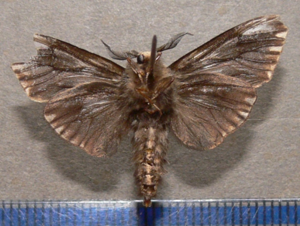 /filer/webapps/moths/media/images/R/rougeoti_Eumeta_A_Goff_01.jpg