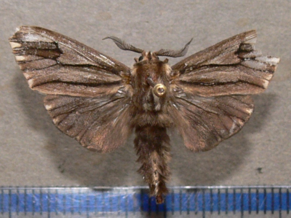 /filer/webapps/moths/media/images/R/rougeoti_Eumeta_A_Goffa_01.jpg