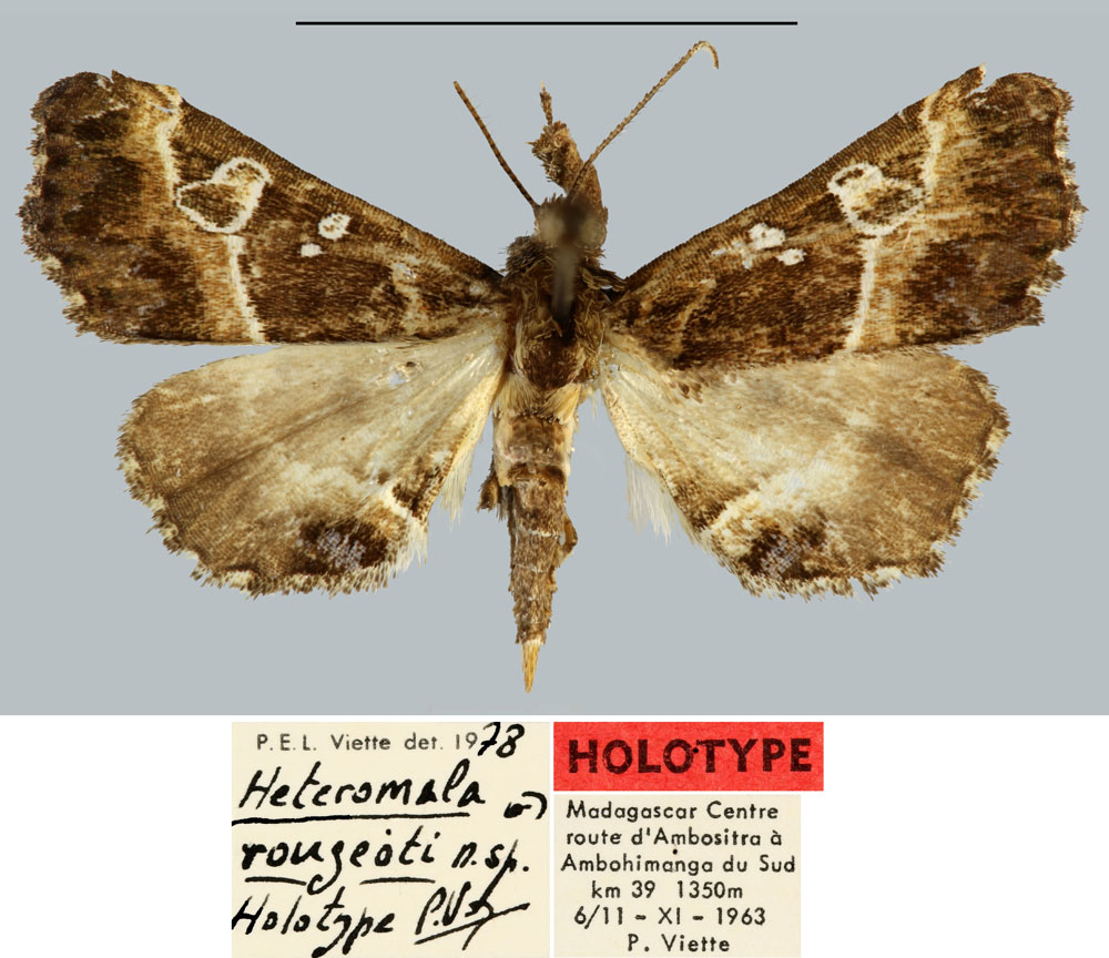 /filer/webapps/moths/media/images/R/rougeoti_Heteromala_HT_MNHN.jpg