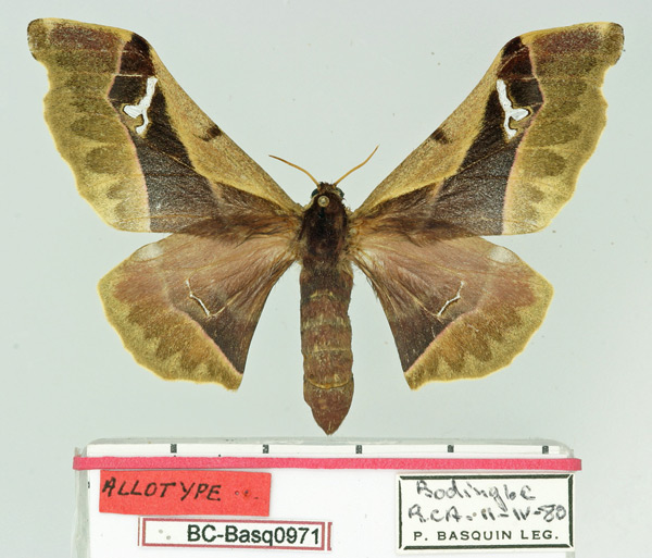 /filer/webapps/moths/media/images/R/rougeoti_Holocerina_AT_Basquin.jpg