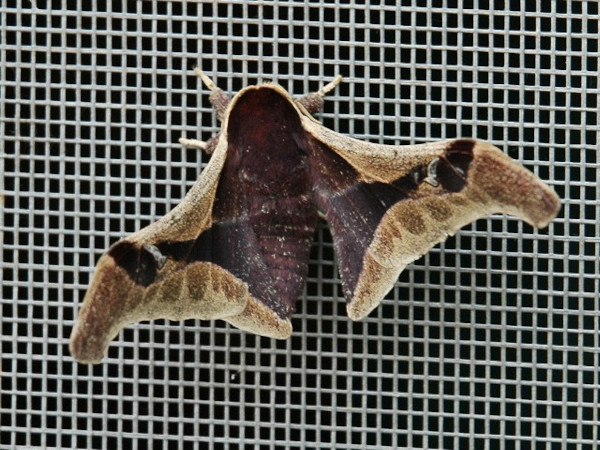 /filer/webapps/moths/media/images/R/rougeoti_Holocerina_A_Voaden_car.JPG