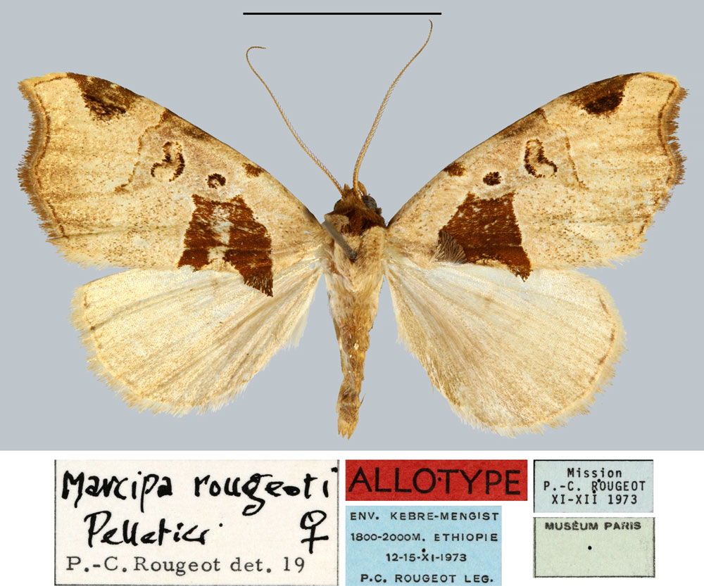 /filer/webapps/moths/media/images/R/rougeoti_Marcipa_AT_MNHN.jpg