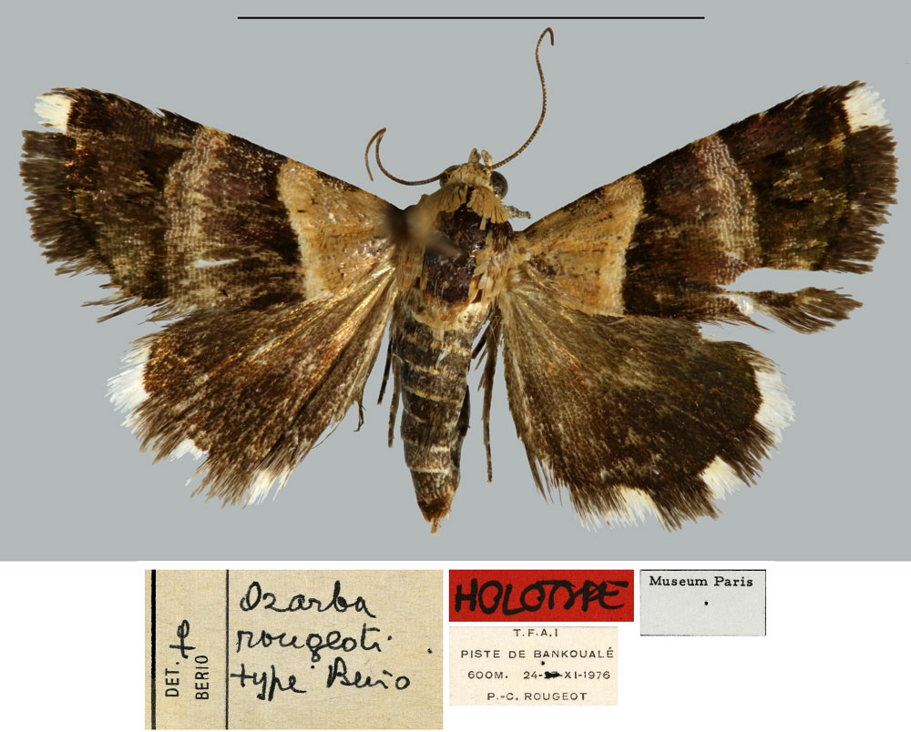 /filer/webapps/moths/media/images/R/rougeoti_Ozarba_HT_MNHN.jpg