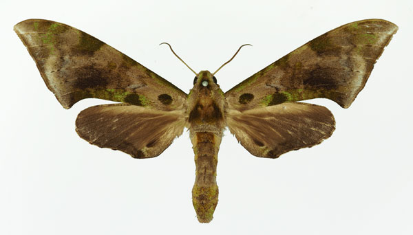 /filer/webapps/moths/media/images/R/rougeoti_Polyptychus_AF_Basquin_01.jpg