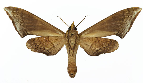 /filer/webapps/moths/media/images/R/rougeoti_Polyptychus_AF_Basquin_02.jpg