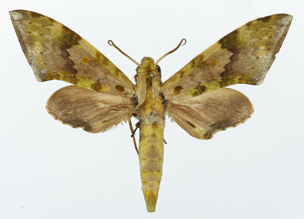 /filer/webapps/moths/media/images/R/rougeoti_Polyptychus_AM_Basquin_01.jpg