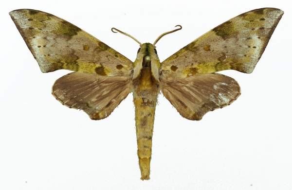 /filer/webapps/moths/media/images/R/rougeoti_Polyptychus_AM_Basquin_02a.jpg