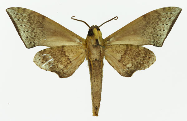 /filer/webapps/moths/media/images/R/rougeoti_Polyptychus_AM_Basquin_02b.jpg