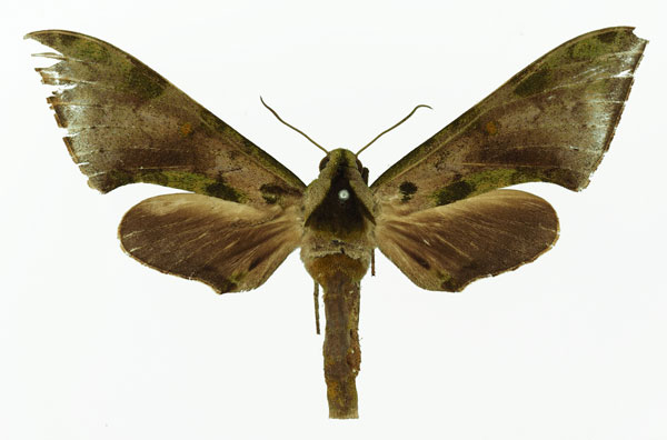 /filer/webapps/moths/media/images/R/rougeoti_Polyptychus_NAT_Basquin.jpg