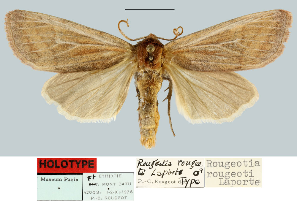 /filer/webapps/moths/media/images/R/rougeoti_Rougeotia_HT_MNHN.jpg
