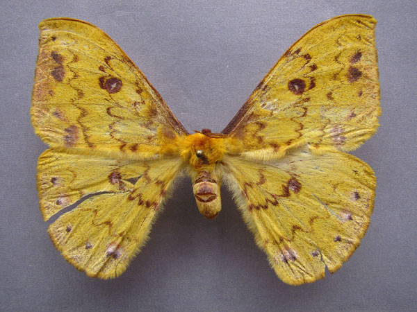 /filer/webapps/moths/media/images/R/rougeoti_Tagoropsis_AF_Baron_01.jpg