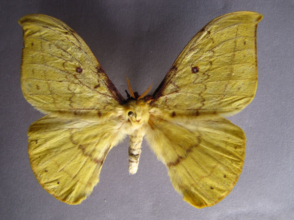 /filer/webapps/moths/media/images/R/rougeoti_Tagoropsis_AM_Baron_01.jpg