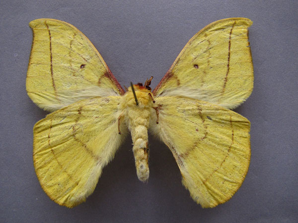 /filer/webapps/moths/media/images/R/rougeoti_Tagoropsis_AM_Baron_02.jpg
