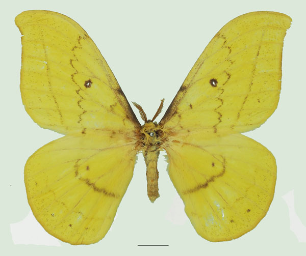 /filer/webapps/moths/media/images/R/rougeoti_Tagoropsis_AM_Basquina.jpg