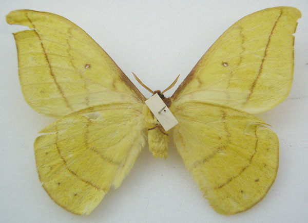 /filer/webapps/moths/media/images/R/rougeoti_Tagoropsis_HT_NHMUKb.jpg