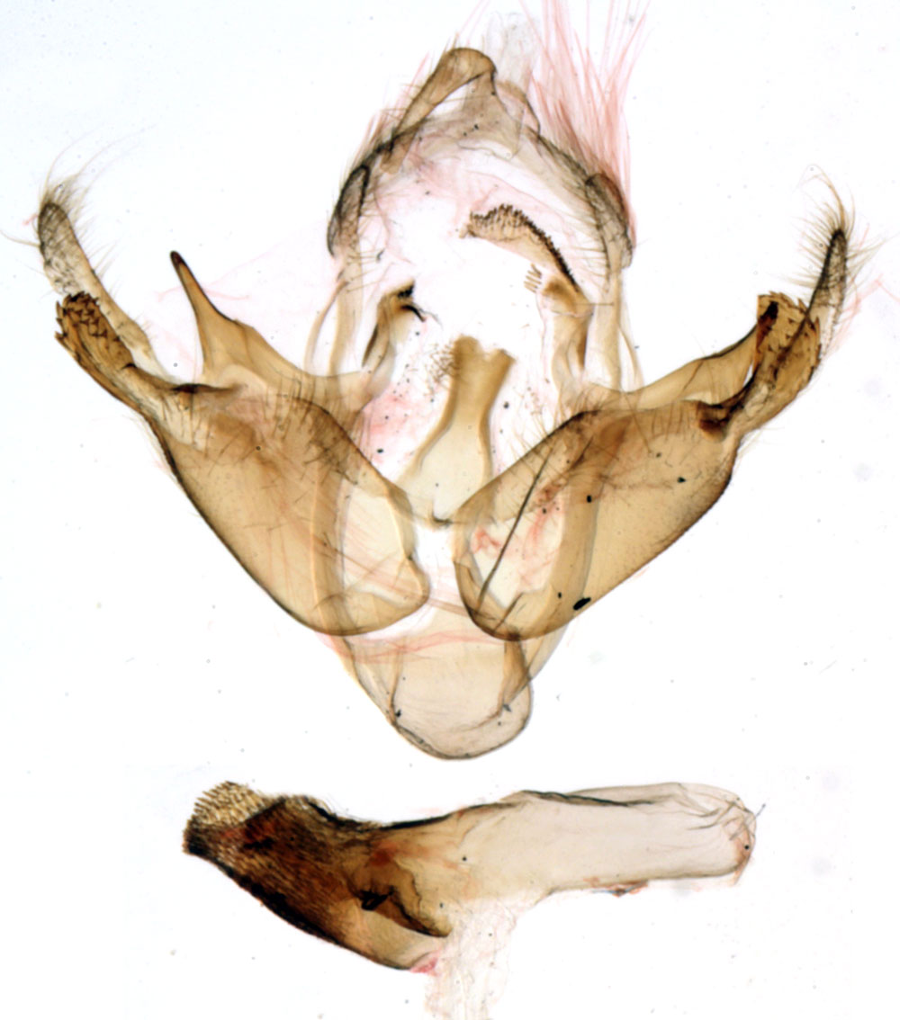 /filer/webapps/moths/media/images/R/roumeti_Sesamia_GMHT_MNHN_BL1421.jpg