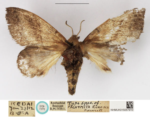 /filer/webapps/moths/media/images/R/roxana_Pachymeta_HT_NHMUK.jpg