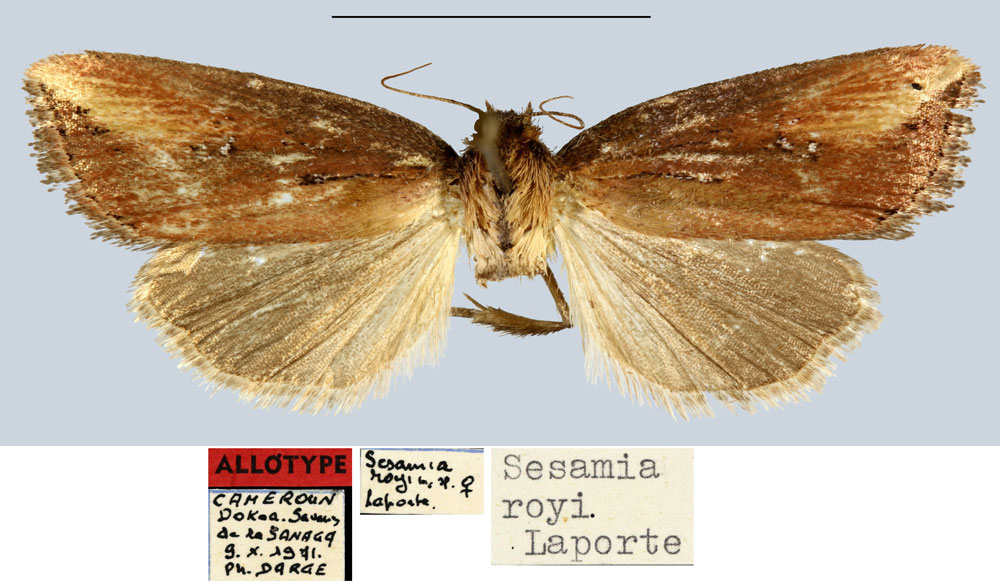 /filer/webapps/moths/media/images/R/royi_Sesamia_AT_MNHN.jpg
