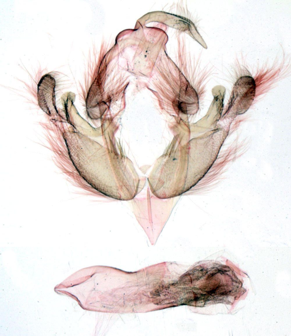 /filer/webapps/moths/media/images/R/royi_Sesamia_GMHT_MNHN_649.jpg