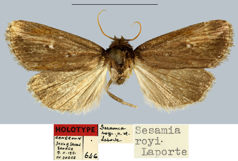 /filer/webapps/moths/media/images/R/royi_Sesamia_HT_MNHN.jpg