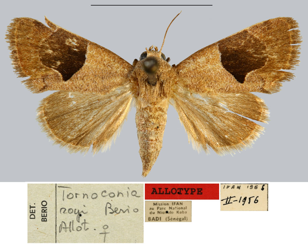 /filer/webapps/moths/media/images/R/royi_Tornoconia_AT_MNHN.jpg