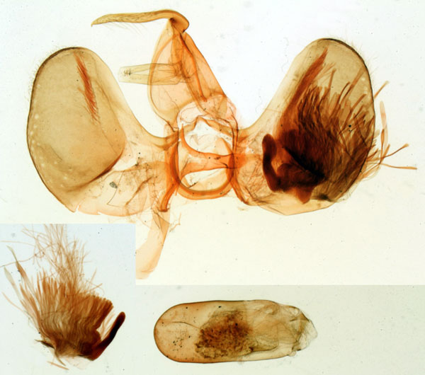 /filer/webapps/moths/media/images/R/royi_Tornoconia_GMHT_MNHN_3784.jpg
