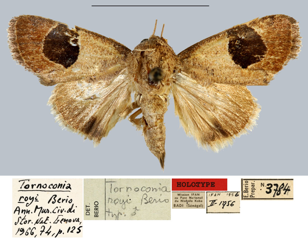 /filer/webapps/moths/media/images/R/royi_Tornoconia_HT_MNHN.jpg
