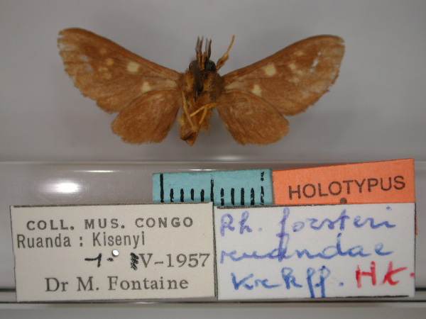 /filer/webapps/moths/media/images/R/ruandae_Rhipidarctia_HT_RMCA_02.jpg