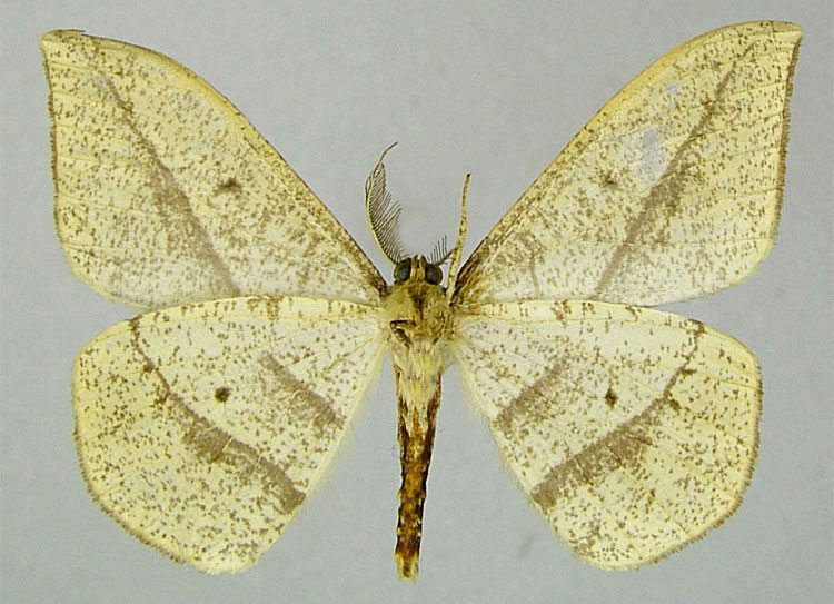 /filer/webapps/moths/media/images/R/ruandalta_Geolyces_HT_ZSMb.jpg