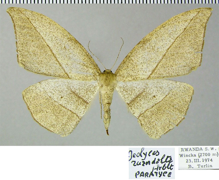 /filer/webapps/moths/media/images/R/ruandalta_Geolyces_PTF_ZSM.jpg