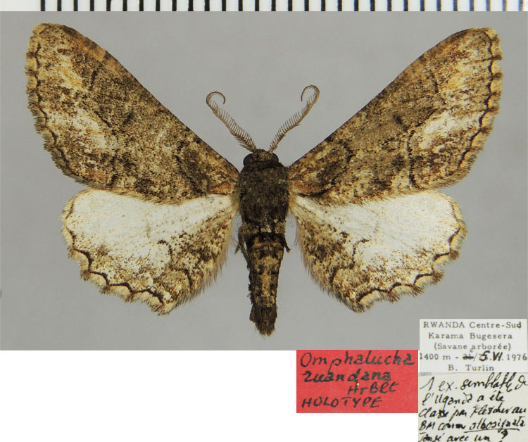 /filer/webapps/moths/media/images/R/ruandana_Omphalucha_HT_ZSMa.jpg