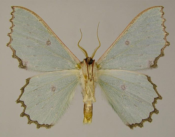 /filer/webapps/moths/media/images/R/ruandana_Victoria_HT_ZSMb.jpg