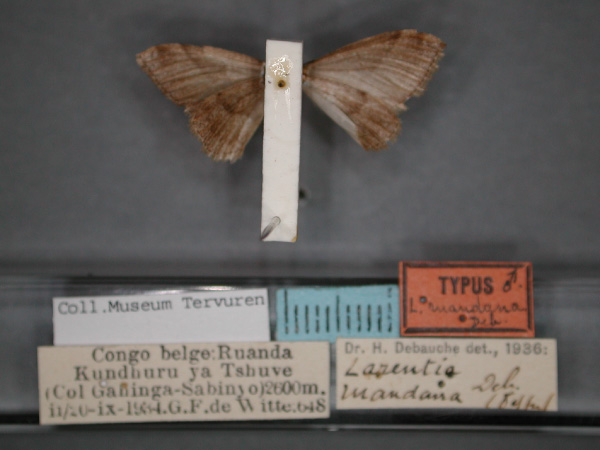 /filer/webapps/moths/media/images/R/ruandana_Xanthorhoe_HT_RMCA_02.jpg