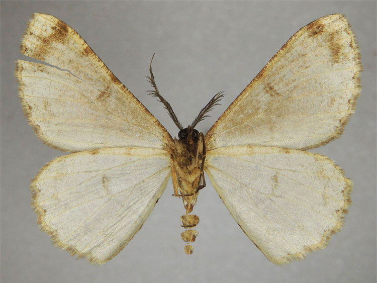 /filer/webapps/moths/media/images/R/ruandana_Zeuctoboarmia_HT_ZSMb.jpg