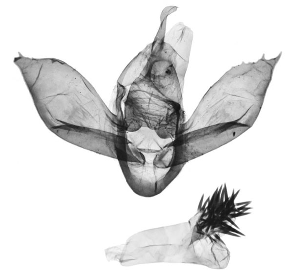 /filer/webapps/moths/media/images/R/rubea_Asuroides_GMHT_BMNH_5868.jpg