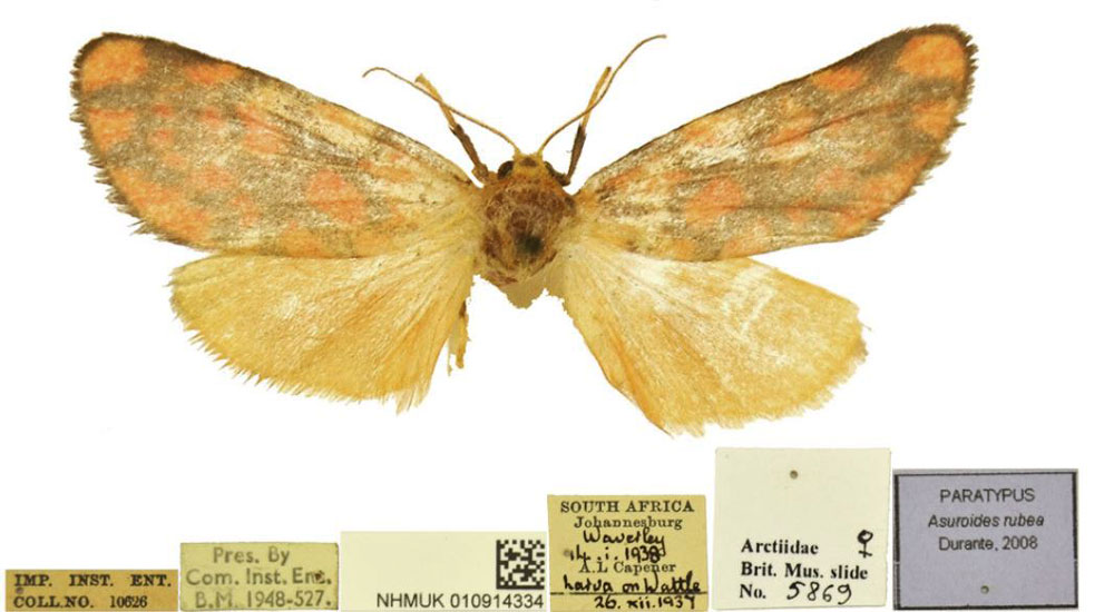 /filer/webapps/moths/media/images/R/rubea_Asuroides_PT_BMNH.jpg