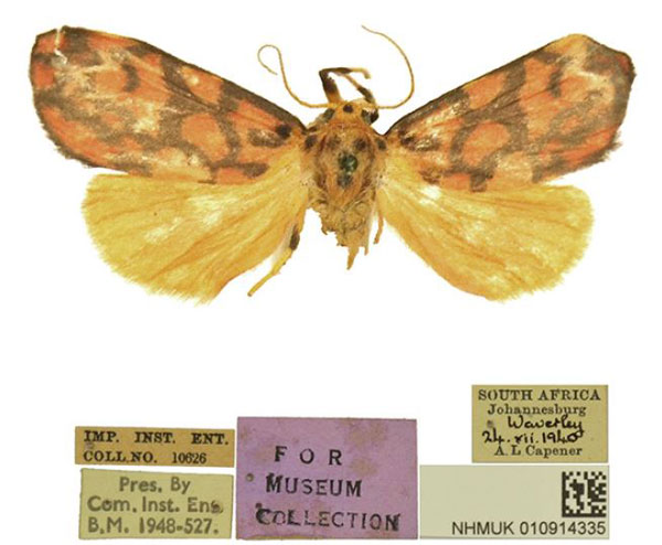 /filer/webapps/moths/media/images/R/rubea_Tumicla_AM_BMNH.jpg
