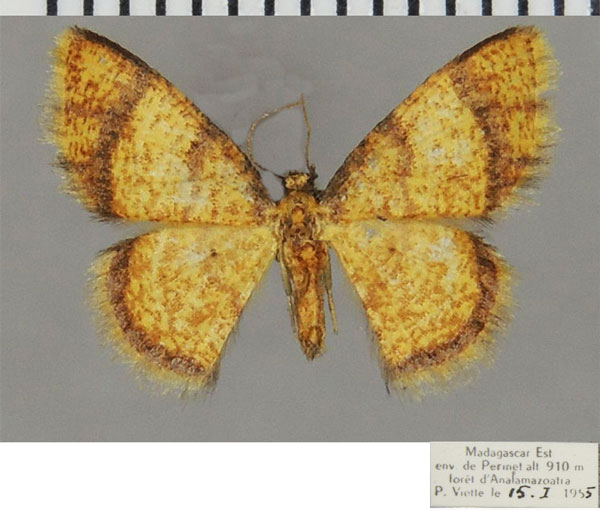 /filer/webapps/moths/media/images/R/ruberata_Heterostegane_AF_ZSMa.jpg