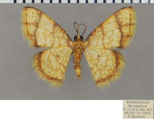 /filer/webapps/moths/media/images/R/ruberata_Heterostegane_AM_ZSM_02.jpg
