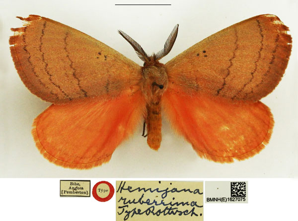 /filer/webapps/moths/media/images/R/ruberrima_Hemijana_STM_NHMUK.jpg