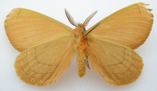 /filer/webapps/moths/media/images/R/ruberrima_Hemijana_STM_NHMUKb.jpg
