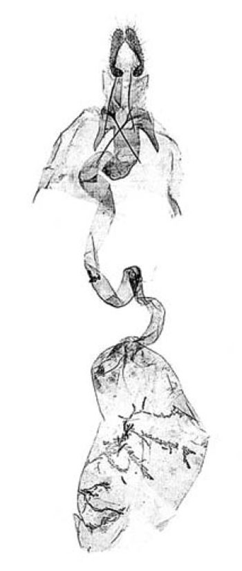 /filer/webapps/moths/media/images/R/rubi_Acleris_GFPT_SAMC.jpg