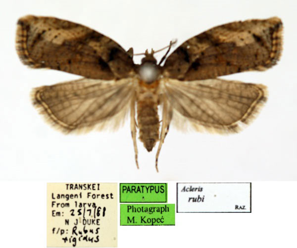 /filer/webapps/moths/media/images/R/rubi_Acleris_PT_ISEA_02.jpg