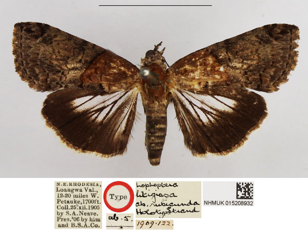 /filer/webapps/moths/media/images/R/rubicunda_Lophoptera_HT_NHMUK.jpg
