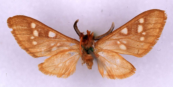 /filer/webapps/moths/media/images/R/rubicundula_Pseudothyretes_HT_ZMHB_02.jpg