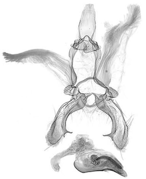 /filer/webapps/moths/media/images/R/rubidissecta_Sanguinograptis_GMHT_MRSN.jpg